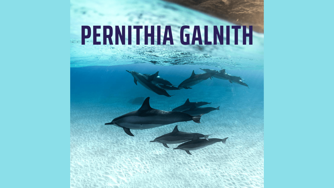 Pernithia Galnith